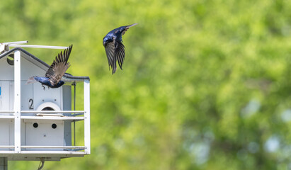Purple martins fighting in mid-air.