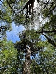 ancient trees in the Andes mountain range