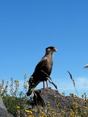 mythical bird in mountain chasm