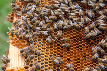 Working bee on the honeycomb with sweet honey..