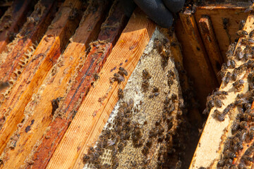 Open hive showing the bees swarming on a honeycomb..