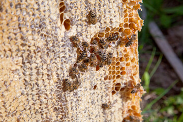 Working bee on the honeycomb with sweet honey..