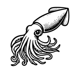 Squid hand drawn sketch vector