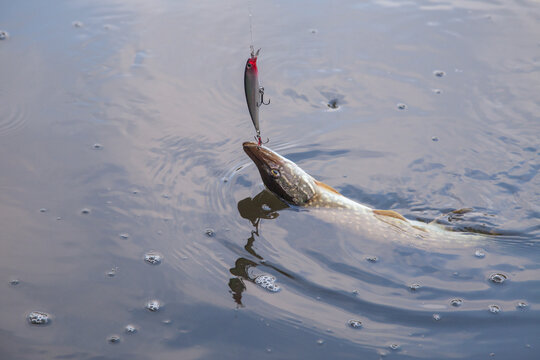 Freshwater pike fish. Just caught freshwater fish Northern pike in pound water. .
