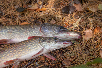 Freshwater pike fish. Two freshwater pike fish on yellow leaves at autumn time..