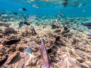 Shoal of differend kinds of the fish -  sailfin tang, Longnose Parrotfish, Picasso trigger, Birdmouth wrasse and other tropical fish swimming at the coral reef in the Red Sea, Egypt..