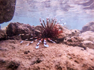 Close up view of Devil firefish or common lionfish (Pterois miles) at coral reef..