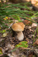 Boletus mushroom in the wild. Porcini mushroom grows on the forest floor at autumn season..