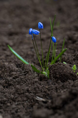 The blue snowdrop blooms in spring