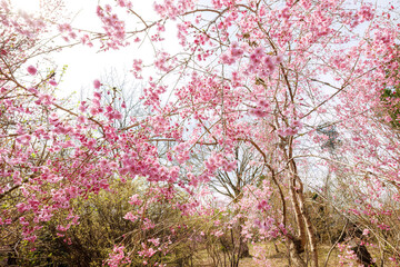 美しいシダレザクラ（バラ科）の花の木。
Beautiful Weeping cherry (Cerasus pendula...