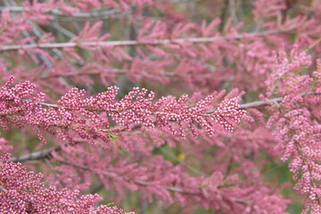 Tamarix gallica, French tamarisk -  deciduous, herbaceous, twiggy shrub covered with pink flowers - obrazy, fototapety, plakaty
