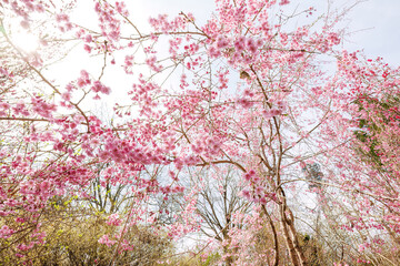 美しいシダレザクラ（バラ科）の花の木。
Beautiful Weeping cherry (Cerasus pendula...
