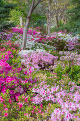 Abundant pink and white azaleas flowering in the understory of a small woodland.