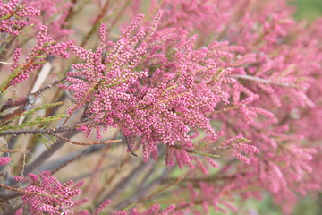 Tamarix gallica, French tamarisk -  deciduous, herbaceous, twiggy shrub covered with pink flowers - obrazy, fototapety, plakaty