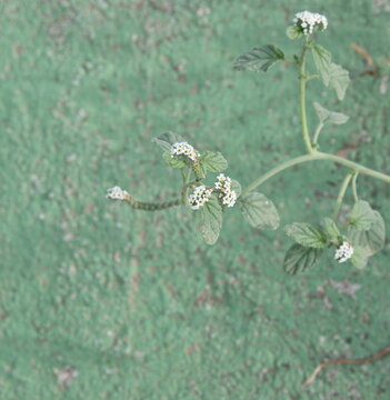 Verrucaria plant in bloom, Heliotropium europaeum is a species of heliotrope known by the common names European heliotrope and European turn-sole