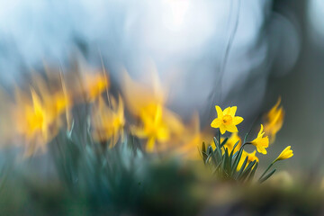 blurred photograph of spring. outoffocus photograph