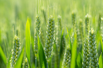 Ripening ears of meadow wheat field. Ears of green wheat close up. 