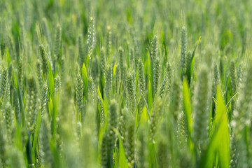 Fototapeta premium Ripening ears of meadow wheat field. Ears of green wheat close up. 