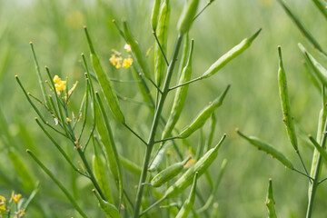 Fototapeta premium Rapeseed seed pods, Stems of rapeseed, Green Rapeseed field 