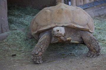Obraz premium Sulcata tortoise at the zoo