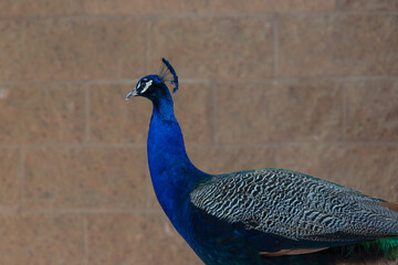Peacock, male peafowl
