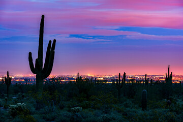 Saguaro cactus stand tall in the desert mountains near Phoenix Arizona at dusk