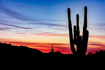 Saguaro silhouette at sunset in the desert near Phoenix Arizona