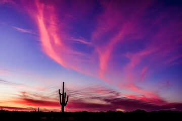A lone saguaro cactus stands tall in the desert at sunset near Phoenix Arizona