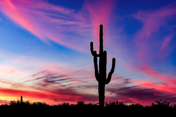 A lone saguaro cactus stands tall in the desert at sunset near Phoenix Arizona