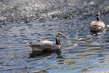 Tan and brown goose in the water