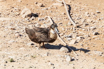 Brown duck standing in the sunshine