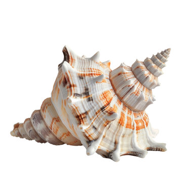 An isolated close up shot of a seashell against a transparent background