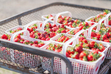 Strawberry Picking