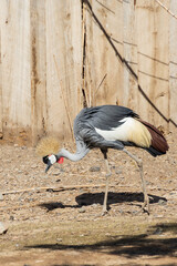 East African Crowned Crane