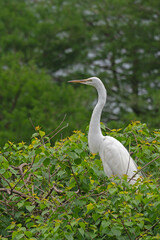 A Great Egret standing at its nest in a wetland rookery.