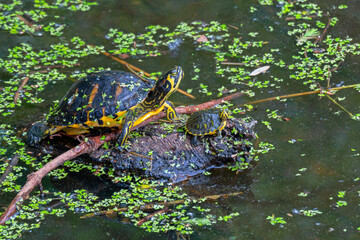 An adult and a newborn box turtle sitting on a log in a wetland marsh.