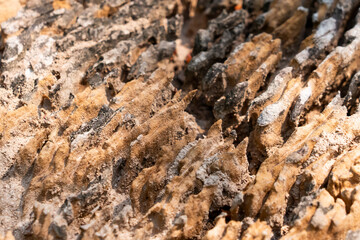 Decayed tree stump, decomposed by sunlight and wind, Khao Yai National Park