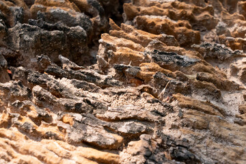 Decayed tree stump, decomposed by sunlight and wind, Khao Yai National Park