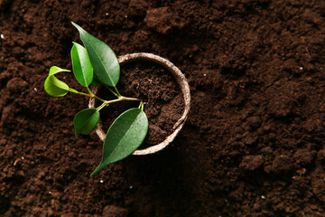 Young plant in pot on soil background, closeup. Earth Day celebration concept.