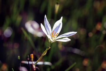 Fototapeta premium White Zephyranthes (rain flower) blooming, dark background
