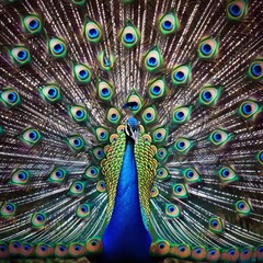 Obraz premium A peacock spreads its feathers in all their glory.