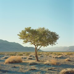 A single tree stands in the middle of a vast desert. - obrazy, fototapety, plakaty