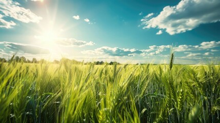 Naklejka premium Sunny day in a field of green wheat
