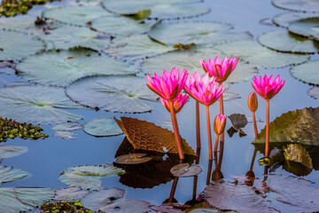Beautiful red Lotus. Beautiful nature Landscape red Lotus sea in the morning with in the bright day, Thailand. Red lotus at Bueng Lahan, Chaiyaphum. Image selective Focus.