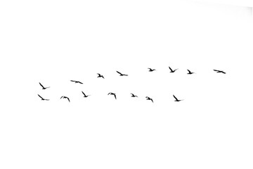 Black and white silhouette of a flock of cormorant birds in flight