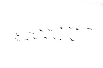 Fotobehang Black and white silhouette of a flock of cormorant birds in flight © SockaGPhoto