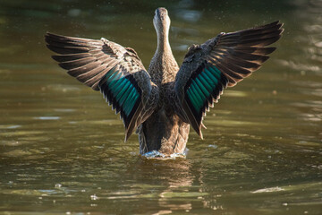 Pacific Black Duck flapping its wings in the water after preening.