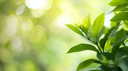 a close up of a green plant with leaves on it's stems