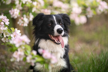 Portret wesołego psa rasy border collie - obrazy, fototapety, plakaty