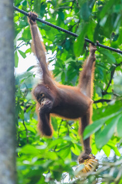 orangutans or pongo pygmaeus is the only asian great found on the island of Borneo and Sumatra